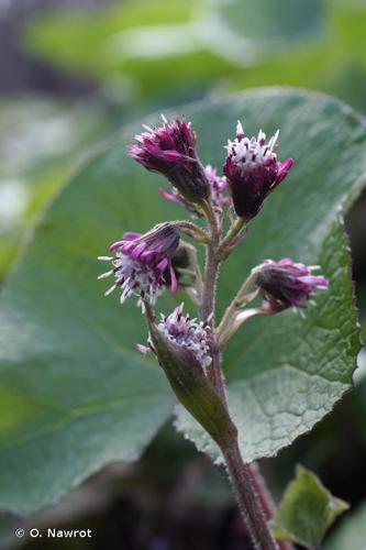 <i>Petasites pyrenaicus</i> (L.) G.López, 1986 © O. Nawrot