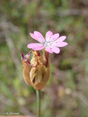 <i>Petrorhagia dubia</i> (Raf.) G.López & Romo, 1988 © R. Poncet