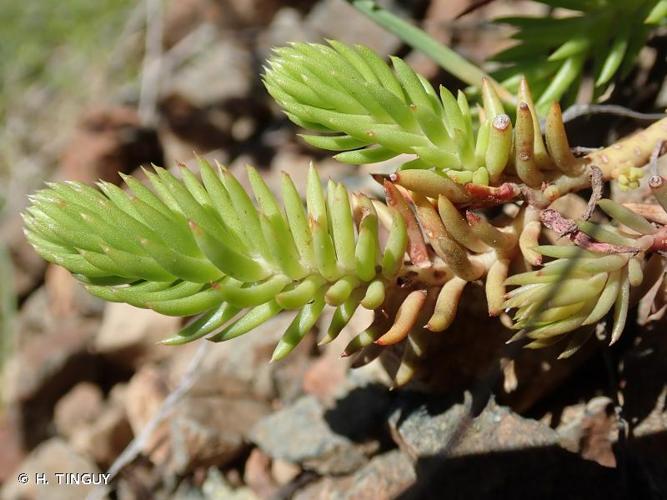 <i>Petrosedum montanum</i> (Songeon & E.P.Perrier) Grulich, 1984 © H. TINGUY