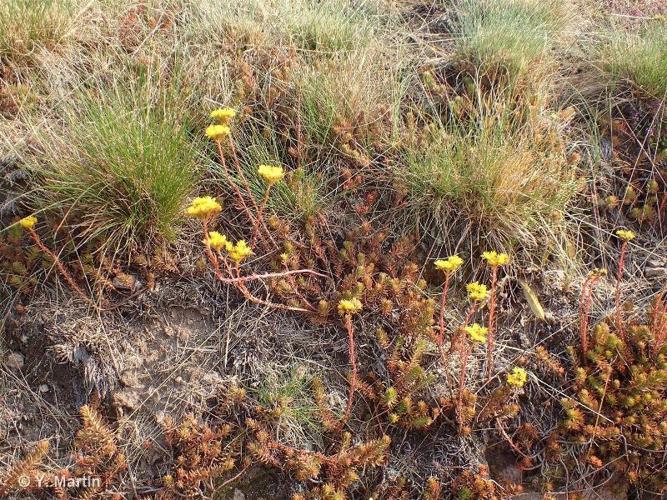 <i>Petrosedum rupestre</i> (L.) P.V.Heath, 1987 © 