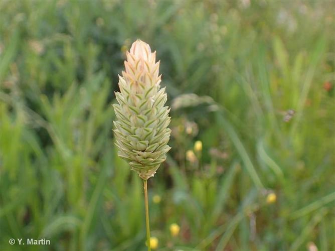 <i>Phalaris canariensis</i> L., 1753 © 