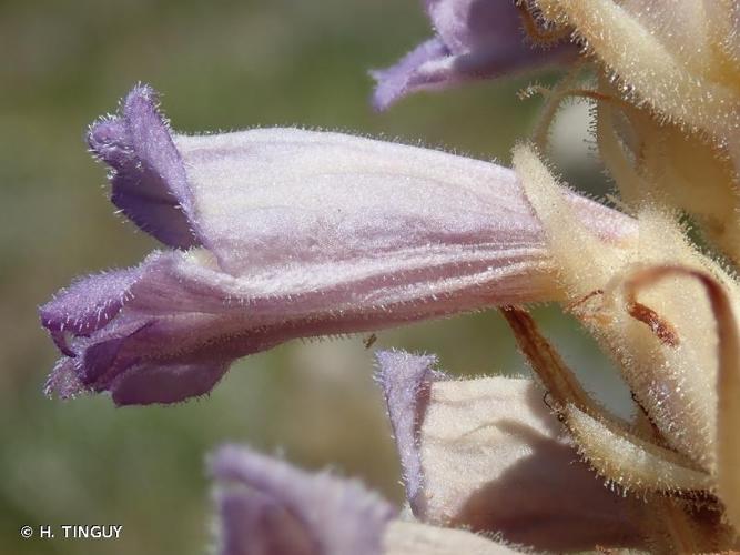 <i>Phelipanche arenaria</i> (Borkh.) Pomel, 1874 © H. TINGUY