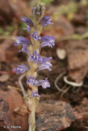 <i>Phelipanche ramosa</i> (L.) Pomel, 1874 © S. Filoche