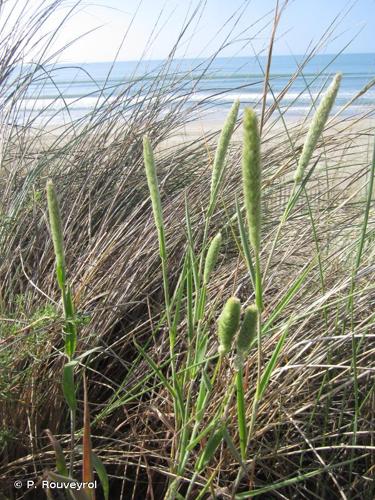 <i>Phleum arenarium</i> L., 1753 © P. Rouveyrol