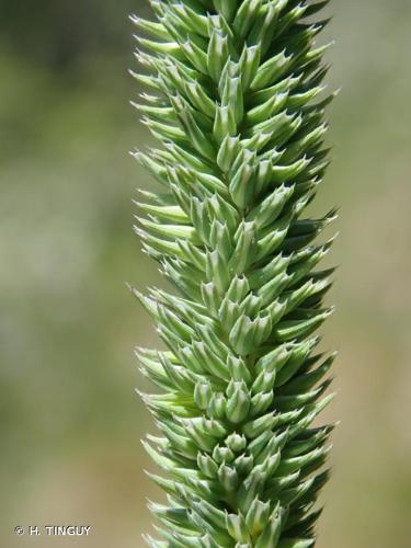 <i>Phleum phleoides</i> (L.) H.Karst., 1880 © H. TINGUY