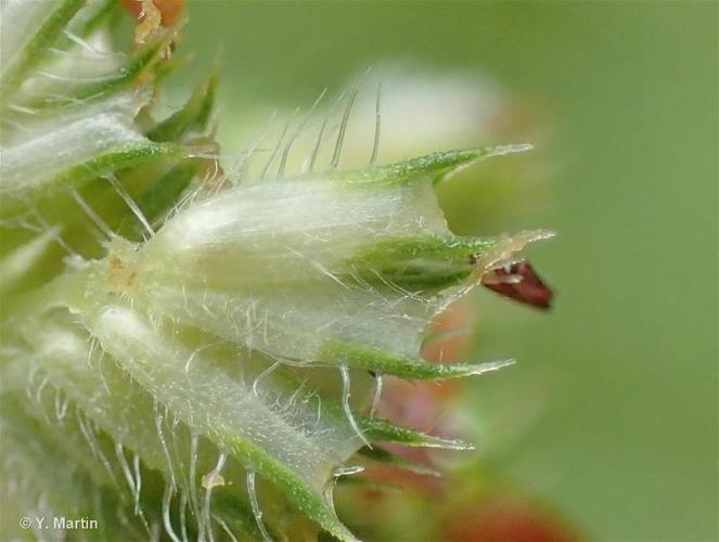 <i>Phleum pratense</i> L., 1753 © 