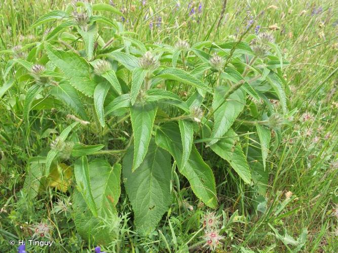 <i>Phlomis herba-venti</i> L., 1753 © H. Tinguy