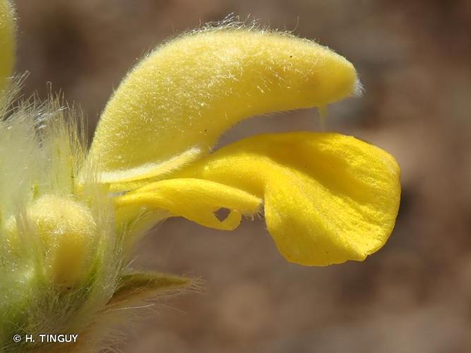 <i>Phlomis lychnitis</i> L., 1753 © H. TINGUY