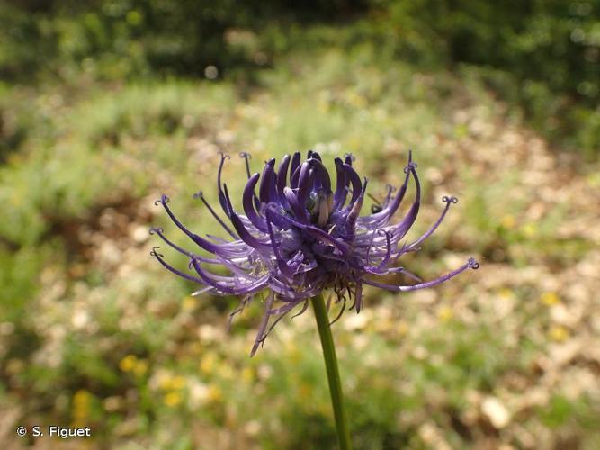 <i>Phyteuma orbiculare</i> L., 1753 © S. Figuet