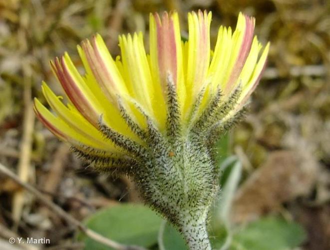 <i>Pilosella officinarum</i> F.W.Schultz & Sch.Bip., 1862 © 