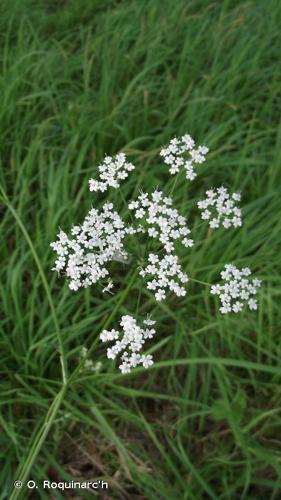 <i>Pimpinella major</i> (L.) Huds., 1762 © O. Roquinarc'h