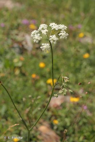 <i>Pimpinella saxifraga</i> L., 1753 © S. Filoche