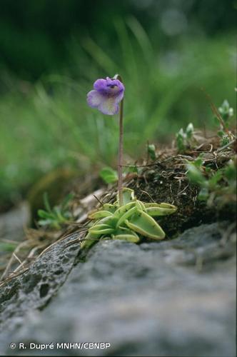 <i>Pinguicula leptoceras</i> Rchb., 1823 © R. Dupré MNHN/CBNBP