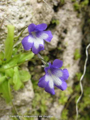 <i>Pinguicula reichenbachiana</i> J.Schindl., 1908 © S. Sant/Parc Amazonien de Guyane