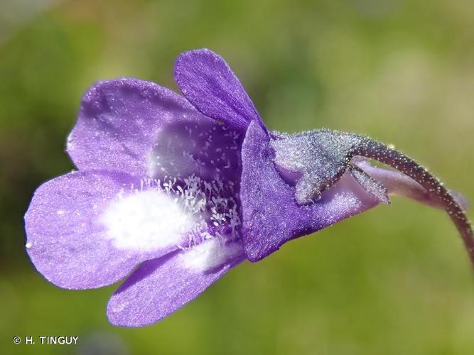 <i>Pinguicula vulgaris</i> L., 1753 © H. TINGUY