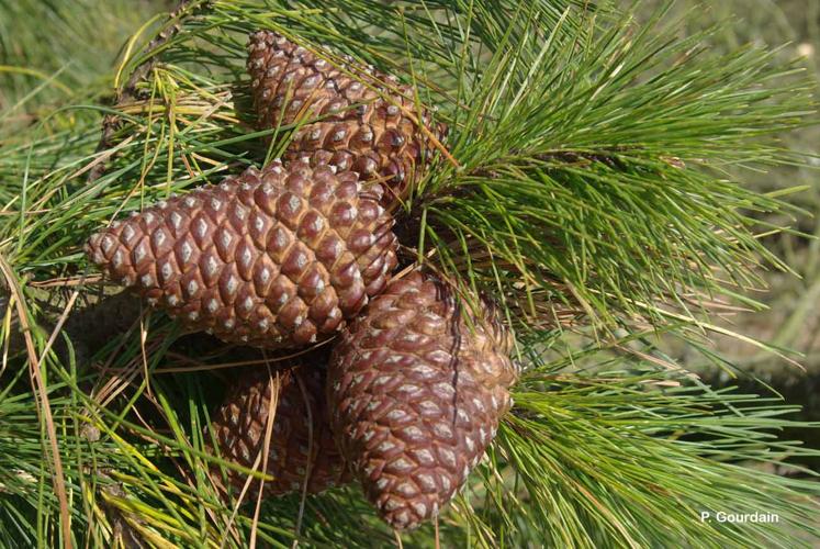 <i>Pinus pinaster</i> Aiton, 1789 © P. Gourdain