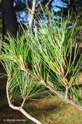 <i>Pinus radiata</i> D.Don, 1836 © Michel Garnier