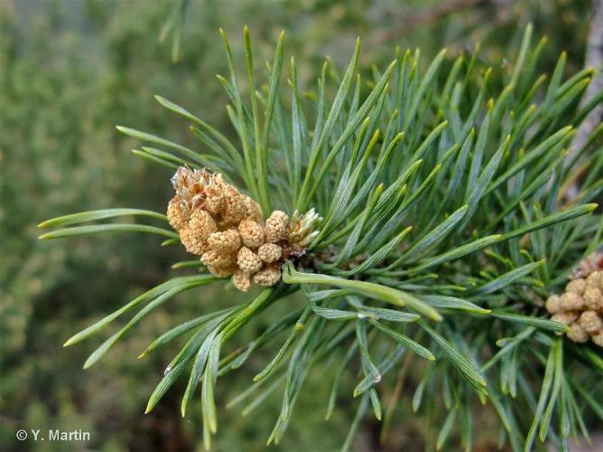 <i>Pinus sylvestris</i> L., 1753 © 