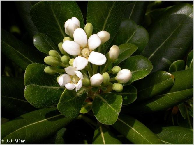 <i>Pittosporum tobira</i> (Thunb.) W.T.Aiton, 1811 © 