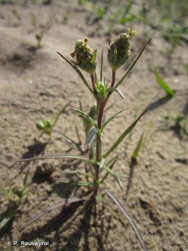 <i>Plantago afra</i> L., 1762 © P. Rouveyrol