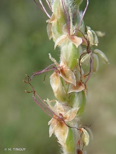 <i>Plantago albicans</i> L., 1753 © H. TINGUY