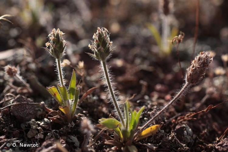 <i>Plantago bellardii</i> All., 1785 © O. Nawrot