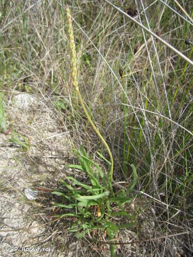 <i>Plantago crassifolia</i> Forssk., 1775 © P. Rouveyrol