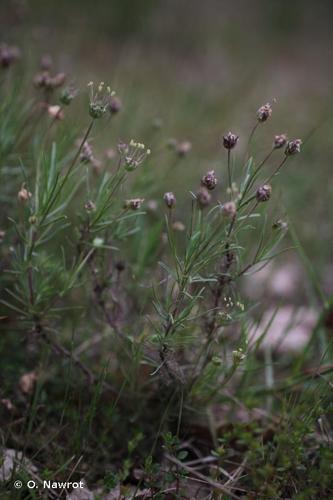 <i>Plantago sempervirens</i> Crantz, 1766 © O. Nawrot