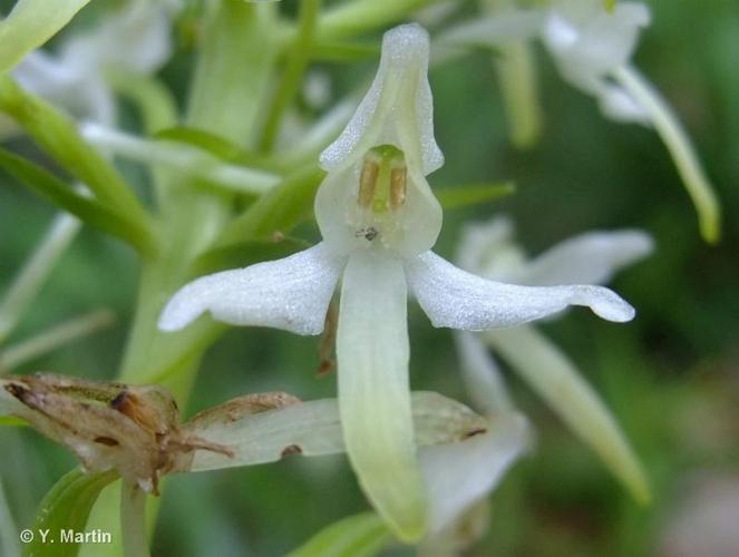 <i>Platanthera bifolia</i> (L.) Rich., 1817 © 