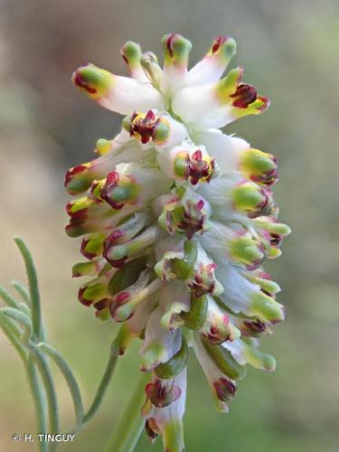 <i>Platycapnos spicata</i> (L.) Bernh., 1833 © H. TINGUY