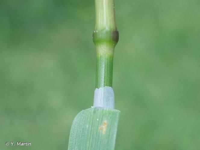 <i>Poa trivialis</i> L., 1753 © Y. Martin