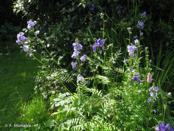 <i>Polemonium caeruleum</i> L., 1753 © F. Michalke