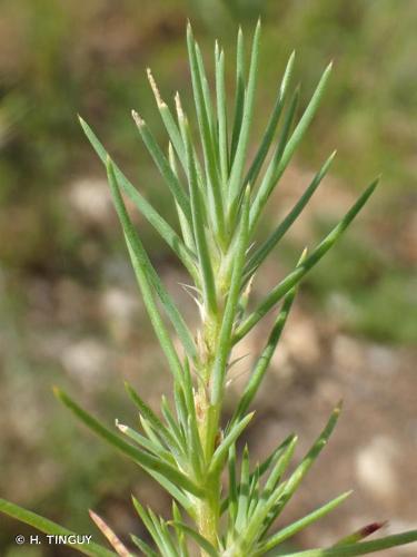 <i>Polycnemum majus</i> A.Braun ex Bogenh., 1841 © H. TINGUY