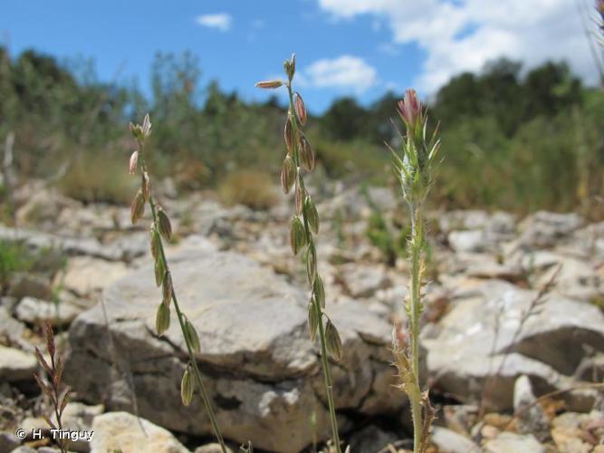 <i>Polygala monspeliaca</i> L., 1753 © H. Tinguy