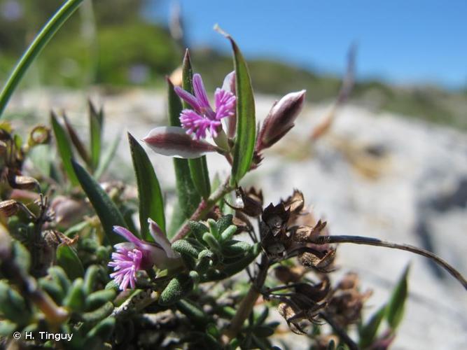 <i>Polygala rupestris</i> Pourr., 1788 © H. Tinguy