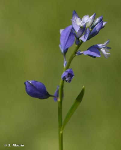 <i>Polygala vulgaris</i> L., 1753 [nom. et typ. cons.] © S. Filoche