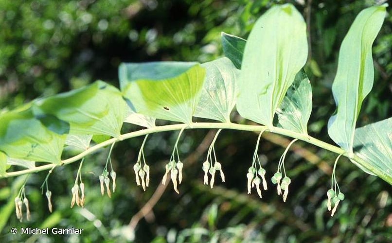 <i>Polygonatum multiflorum</i> (L.) All., 1785 © Michel Garnier