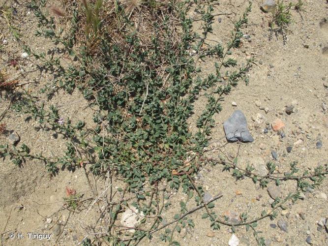 <i>Polygonum robertii</i> Loisel., 1827 © H. Tinguy