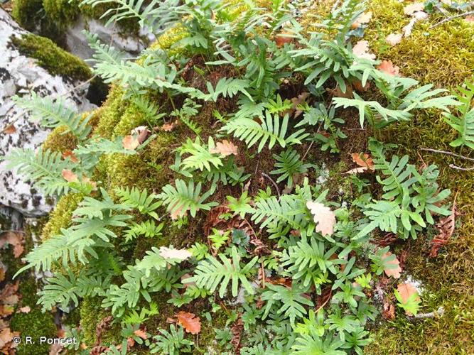 <i>Polypodium cambricum</i> L., 1753 © R. Poncet