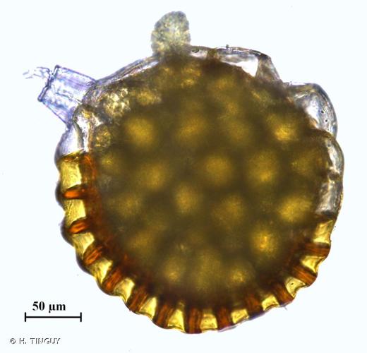 <i>Polypodium vulgare</i> L., 1753 © H. TINGUY