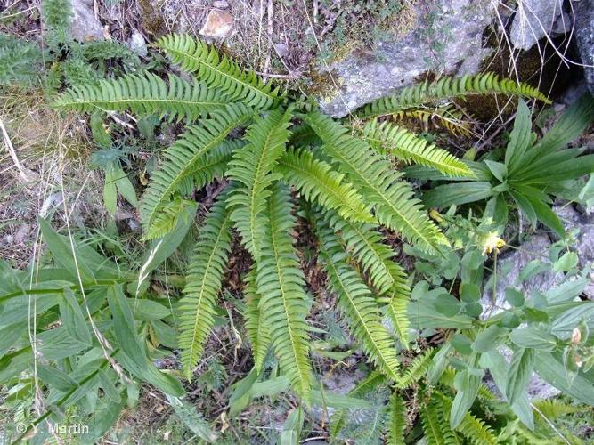 <i>Polystichum lonchitis</i> (L.) Roth, 1799 © 
