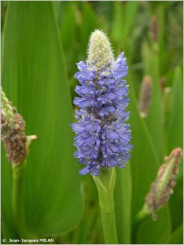 <i>Pontederia cordata</i> L., 1753 © J.-J. Milan