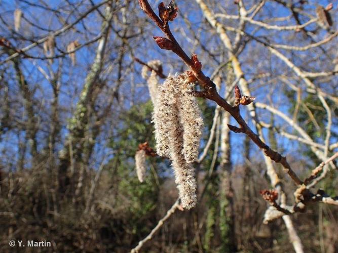 <i>Populus tremula</i> L., 1753 © 