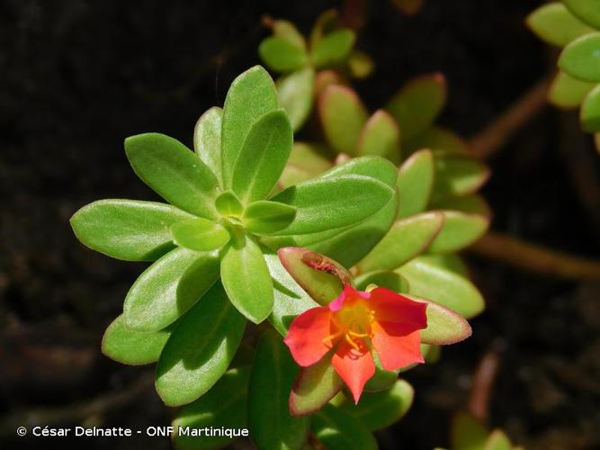 <i>Portulaca grandiflora</i> Hook., 1829 © César Delnatte - ONF Martinique