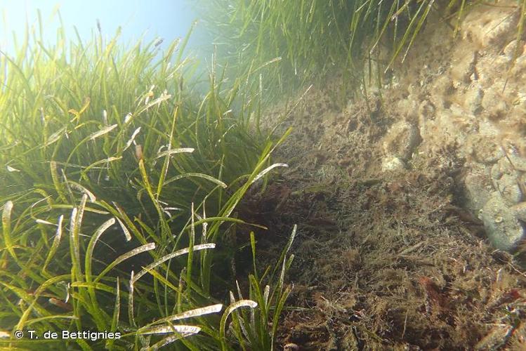 <i>Posidonia oceanica</i> (L.) Delile, 1813 © T. de Bettignies