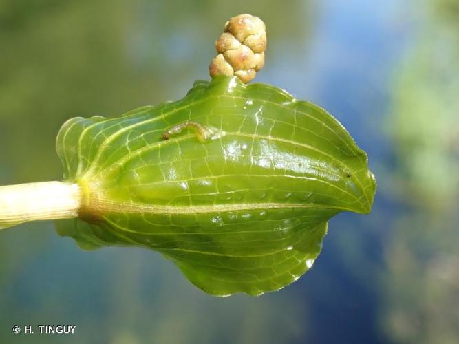 <i>Potamogeton perfoliatus</i> L., 1753 © H. TINGUY