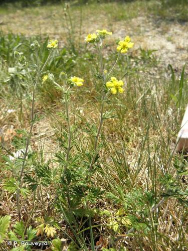 <i>Potentilla argentea</i> L., 1753 © P. Rouveyrol