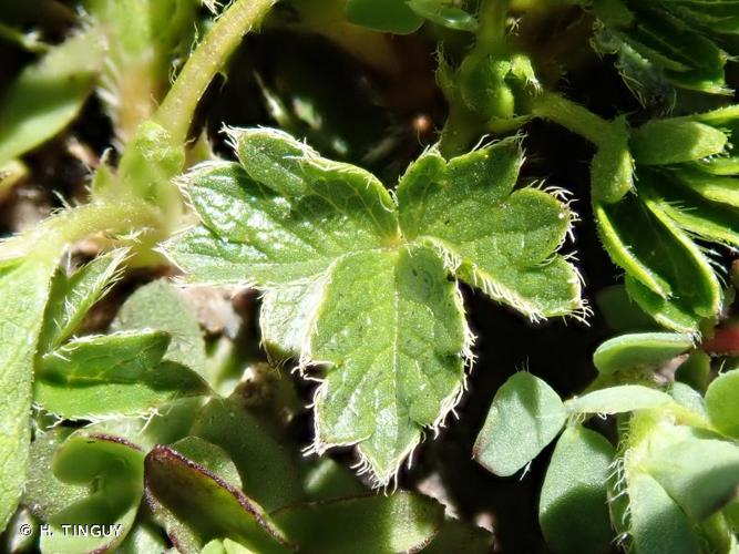 <i>Potentilla brauneana</i> Hoppe, 1806 © H. TINGUY