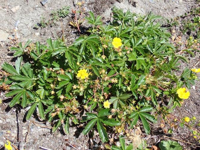 <i>Potentilla delphinensis</i> Gren. & Godr., 1848 © H. TINGUY