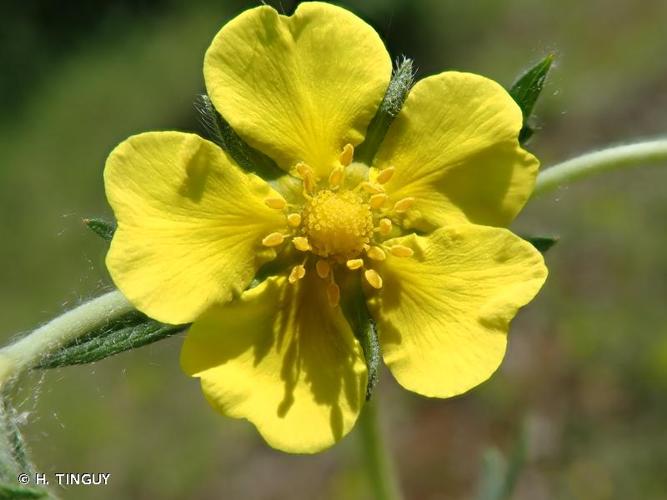 <i>Potentilla inclinata</i> Vill., 1788 [nom. cons.] © H. TINGUY